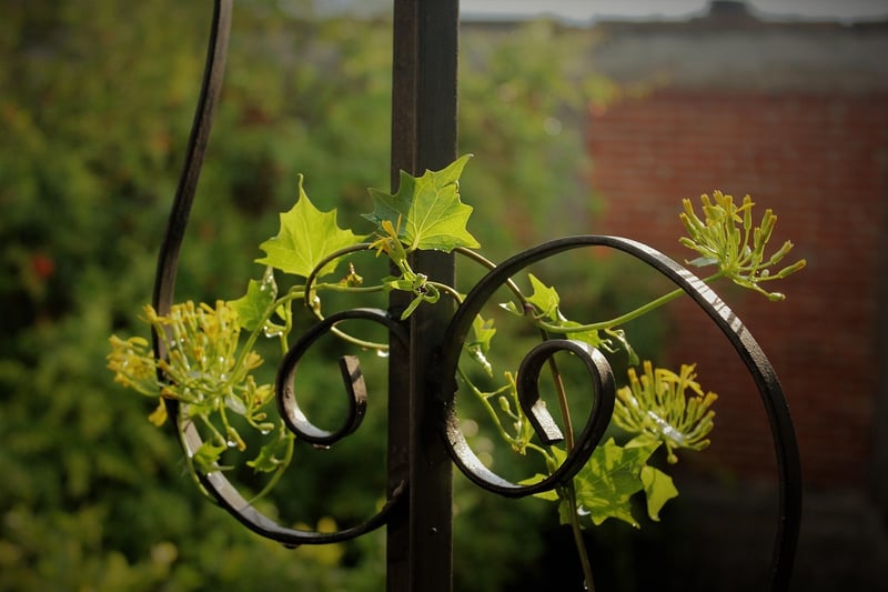 Plant maintenance guide