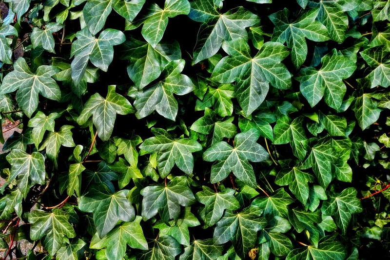 Trellis Plant Display