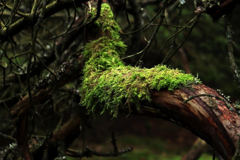 Moss Art