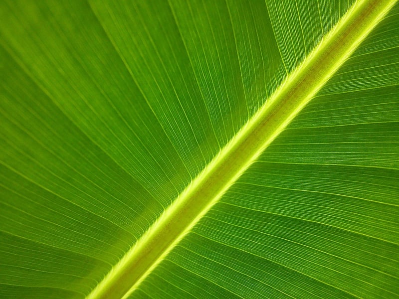 Pothos